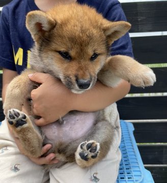 柴犬(標準サイズ)【愛媛県・男の子・2021年4月24日・胡麻予想】の写真「希少な胡麻です。」