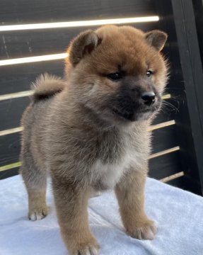 柴犬(標準サイズ)【愛媛県・男の子・2021年11月6日・胡麻予想】の写真「泥棒熊の可愛い男の子❤️
おすすめの1匹です！」