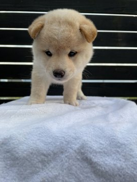 柴犬(標準サイズ)【愛媛県・女の子・2021年5月8日・淡赤】の写真「とても可愛い女の子です。」