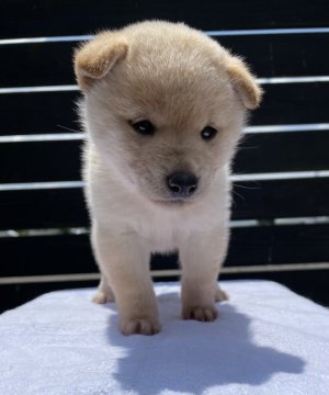 柴犬(標準サイズ)【愛媛県・女の子・2021年4月18日・淡赤】の写真「淡赤の可愛い女の子です！」