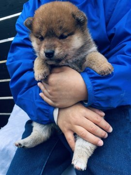 柴犬(標準サイズ)【愛媛県・女の子・2021年2月13日・赤】の写真「綺麗な赤になると思います！」