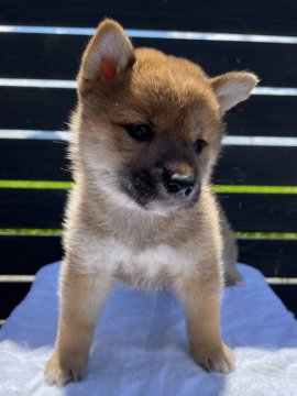 柴犬(標準サイズ)【愛媛県・男の子・2021年6月30日・赤】の写真「明るい赤の男の子です！」