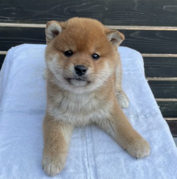 柴犬(標準サイズ)【愛媛県・男の子・2021年11月6日・赤】の写真「なんとも言えない可愛さ！
赤の男の子です。」