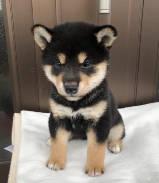 柴犬(標準サイズ)【愛媛県・男の子・2021年8月3日・黒】の写真「綺麗な顔の黒柴君！」