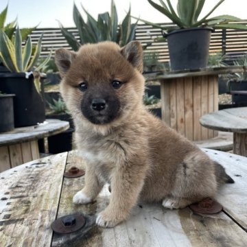 柴犬(標準サイズ)【愛媛県・女の子・2023年11月15日・赤】の写真「可愛くなりそう😍」