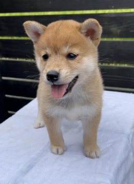 柴犬(標準サイズ)【愛媛県・女の子・2021年7月5日・赤】の写真「人懐っこい小柄な女の子」