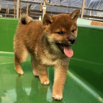 柴犬(標準サイズ)【愛媛県・女の子・2022年9月17日・胡麻】の写真「胡麻の良質な女の子‼️クリスマス前に最後の値下げ」