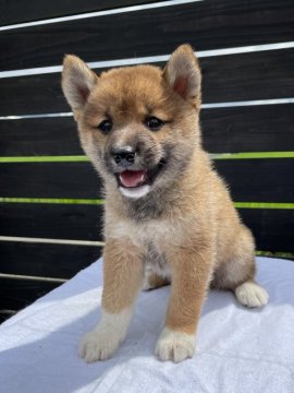 柴犬(標準サイズ)【愛媛県・女の子・2021年6月2日・赤】の写真「オリンピック開催記念価格にしました！」