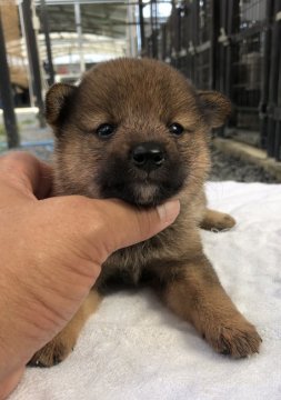 柴犬(豆柴)【愛媛県・女の子・2020年8月3日・胡麻】の写真「兄弟の中でも小ぶりな女の子です！」