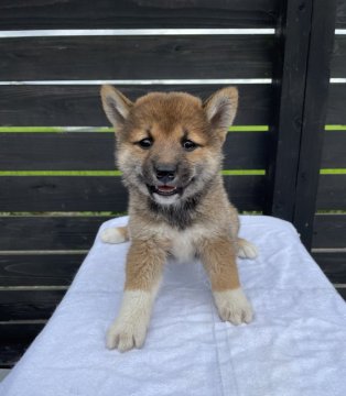 柴犬(標準サイズ)【愛媛県・男の子・2021年6月2日・胡麻】の写真「オリンピック開催記念価格にしました！」