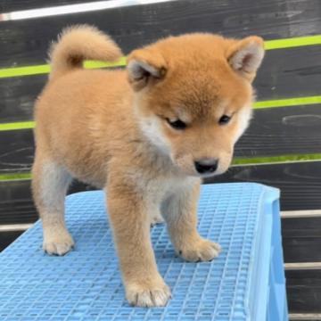 柴犬(標準サイズ)【愛媛県・男の子・2022年6月11日・赤】の写真「赤の可愛い男の子！」