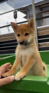 柴犬(標準サイズ)【愛媛県・女の子・2021年6月30日・赤】の写真「少し小柄な女の子です！」