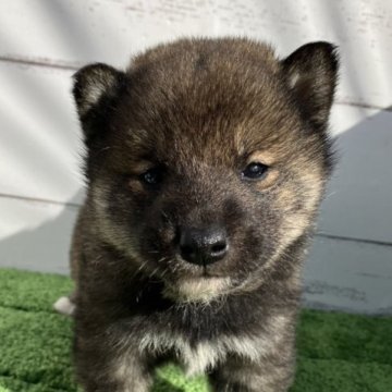 柴犬(標準サイズ)【愛媛県・男の子・2022年11月29日・胡麻】の写真「胡麻の綺麗な男の子‼️」