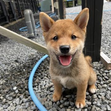 柴犬(標準サイズ)【愛媛県・男の子・2022年6月22日・赤】の写真「今回に限り特価での販売となります！」