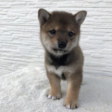 柴犬(標準サイズ)【愛媛県・男の子・2022年6月21日・胡麻】の写真「小さな胡麻の男の子」