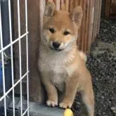 柴犬(標準サイズ)【愛媛県・男の子・2022年6月27日・赤】の写真1