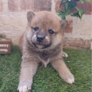 柴犬(標準サイズ)【鹿児島県・男の子・2025年2月6日・赤】の写真「コロコロもふもふの男の子です♪」