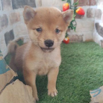 柴犬(豆柴)【鹿児島県・男の子・2025年9月11日・赤】の写真「豆柴認定犬の両親から産まれた小柄な豆柴男子」