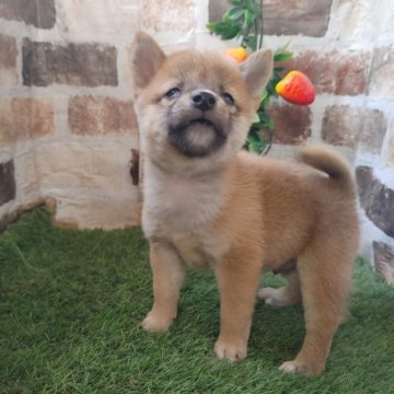 柴犬(豆柴)【鹿児島県・男の子・2025年9月11日・赤】の写真「豆柴認定犬の両親から産まれた小柄な豆柴男子」