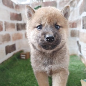 柴犬(標準サイズ)【鹿児島県・男の子・2025年2月6日・赤】の写真「コロコロもふもふの男の子♪見学日にお迎え可能です。」
