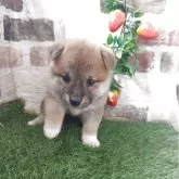 柴犬(標準サイズ)