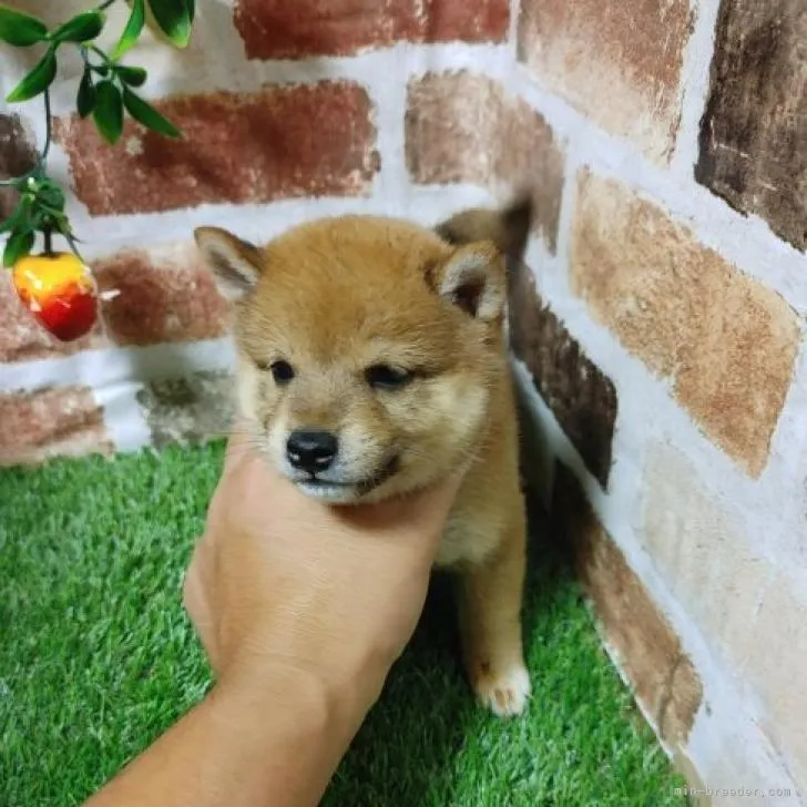 柴犬(標準サイズ)【鹿児島県・女の子・2022年6月7日・赤】の写真1「かわいいお顔の女の子」