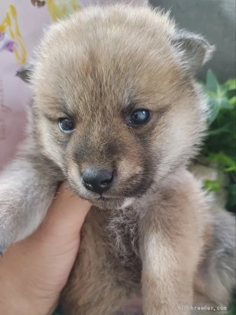 柴犬(標準サイズ)【鹿児島県・女の子・2021年11月2日・赤】の写真1