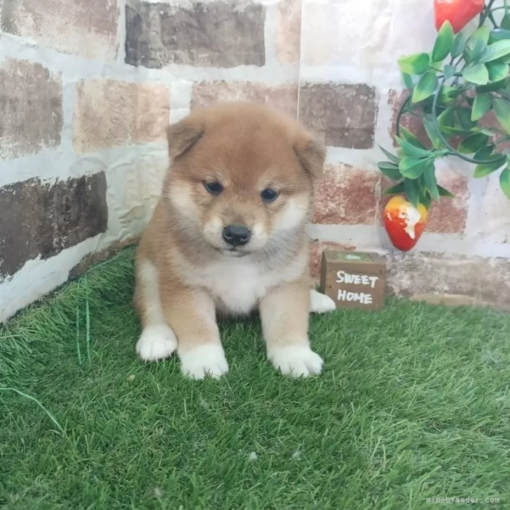 m. 様のお迎えした子犬