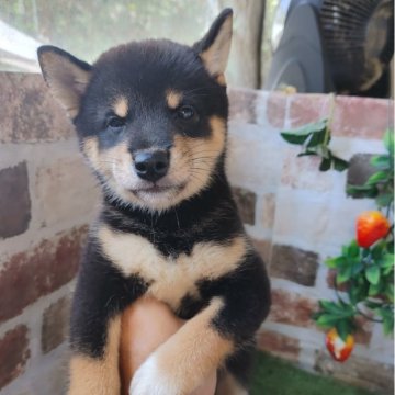 柴犬(標準サイズ)【鹿児島県・女の子・2024年6月30日・黒】の写真「人気の黒柴女子♪見学日にお迎え可能です♪」