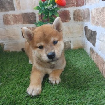 柴犬(標準サイズ)【鹿児島県・男の子・2023年7月3日・赤】の写真「コロコロもふもふの男の子です♪」