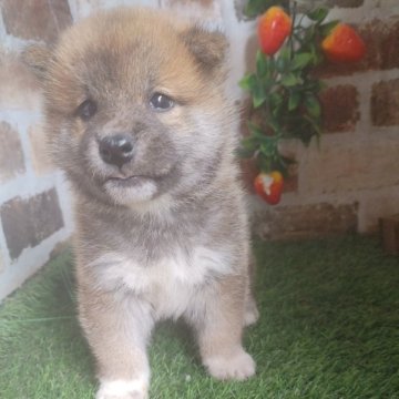 柴犬(標準サイズ)【鹿児島県・男の子・2024年1月7日・赤】の写真「コロコロもふもふのタヌキ君♪」