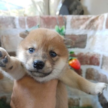 柴犬(標準サイズ)【鹿児島県・女の子・2023年9月18日・赤】の写真「コロコロもふもふの女の子♪11/7よりお引き渡し可」