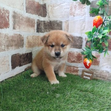 柴犬(標準サイズ)【鹿児島県・男の子・2024年6月13日・赤】の写真「コロコロもふもふの男の子♪」