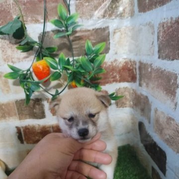 柴犬(標準サイズ)【鹿児島県・女の子・2023年4月10日・赤】の写真「コロコロもふもふの女の子です。」