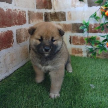 柴犬(標準サイズ)【鹿児島県・男の子・2022年12月5日・赤】の写真「コロコロもふもふ男子♪2月よりお渡し可」