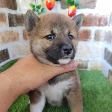 柴犬(標準サイズ)【鹿児島県・女の子・2022年6月21日・赤】の写真「ご見学の後にすぐお渡し可能の女の子です♪」