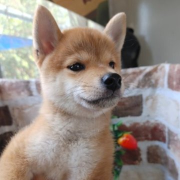 柴犬(標準サイズ)【鹿児島県・女の子・2023年7月3日・赤】の写真「とても可愛いお顔の女の子です♪サイズも小柴サイズ」