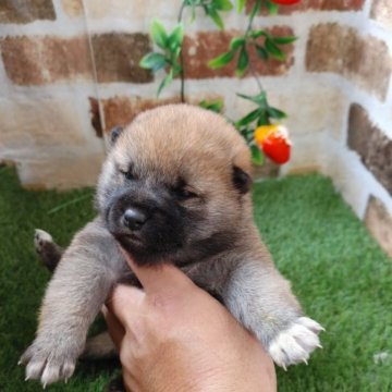 柴犬(標準サイズ)【鹿児島県・男の子・2022年12月12日・赤】の写真「コロコロもふもふの男の子です♪」