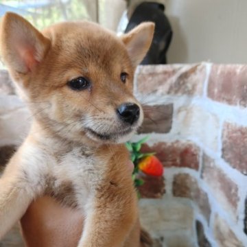 柴犬(標準サイズ)【鹿児島県・女の子・2023年6月19日・赤】の写真「見学日にお引き渡し可能♪」