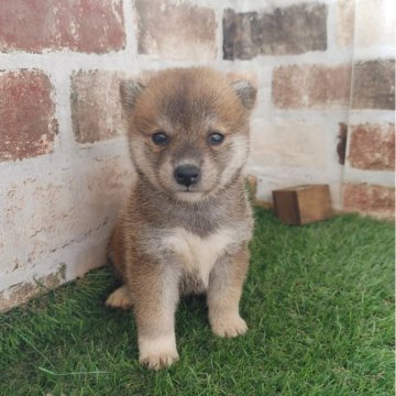 柴犬(標準サイズ)【鹿児島県・女の子・2024年9月28日・赤】の写真「コロコロもふもふの女の子♪」