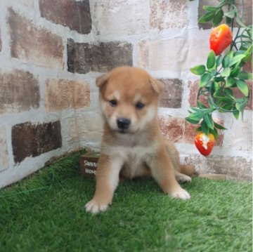 柴犬(標準サイズ)【鹿児島県・男の子・2024年7月22日・赤】の写真「コロコロタヌキ君♪」