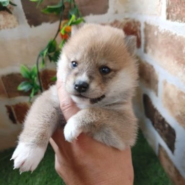 柴犬(標準サイズ)【鹿児島県・女の子・2022年12月5日・赤】の写真「コロコロもふもふの女の子です♪」