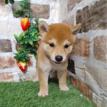 柴犬(標準サイズ)【鹿児島県・男の子・2024年7月30日・赤】の写真「コロコロもふもふの男の子♪」