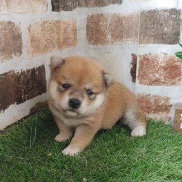 柴犬(標準サイズ)【鹿児島県・女の子・2024年6月13日・赤】の写真「小柄でコロコロの女の子♪」