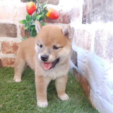 柴犬(豆柴)【鹿児島県・女の子・2024年7月22日・赤】の写真「豆柴認定犬の両親から産まれた小柄な豆柴女子♪」