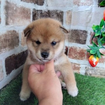 柴犬(標準サイズ)【鹿児島県・男の子・2024年4月26日・赤】の写真「元気一杯のコロコロのタヌキ君。」