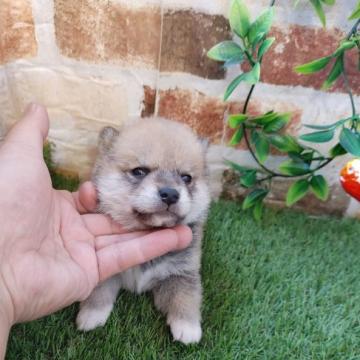 柴犬(標準サイズ)【鹿児島県・男の子・2022年11月22日・赤】の写真「1/10よりお引き渡し可能です♪」