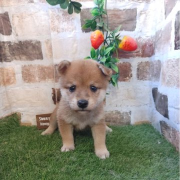 柴犬(豆柴)【鹿児島県・女の子・2024年7月20日・赤】の写真「豆柴認定犬の両親から産まれた小柄な女の子♪」