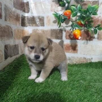 柴犬(標準サイズ)【鹿児島県・男の子・2023年4月10日・赤】の写真「６人兄弟の男の子♪コロコロもふもふ元気一杯」