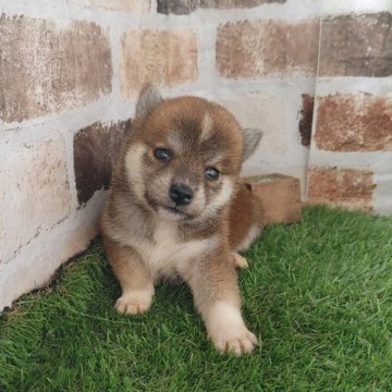 柴犬(標準サイズ)【鹿児島県・女の子・2024年9月28日・赤】の写真「コロコロの女の子。おでこのワンポイントが特徴です。」